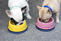 dog-bowls.jpg
