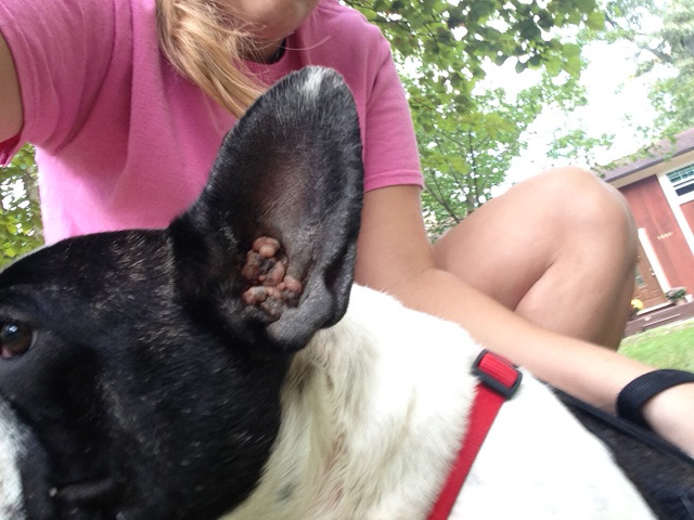 Frenchie ear cleaner cheap