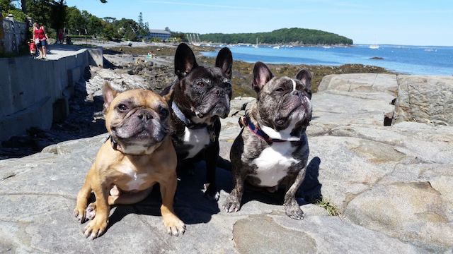 Bar_Harbor_Frenchies.jpg