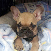 Cooper