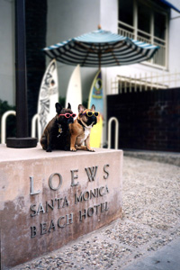 Loews-focus.jpg